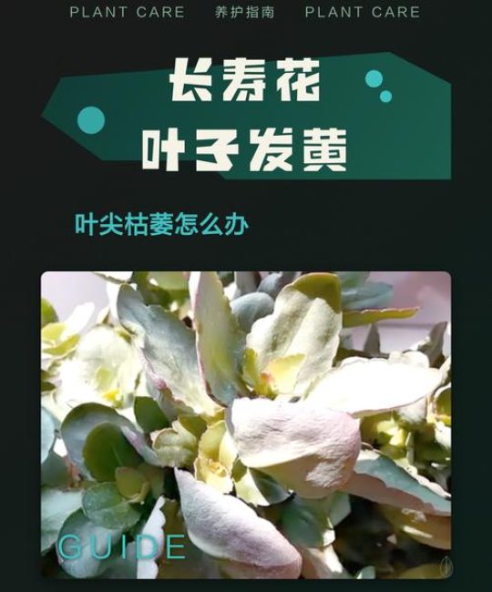花叶子尖发黄干枯怎么治？4大原因及针对性解决办法