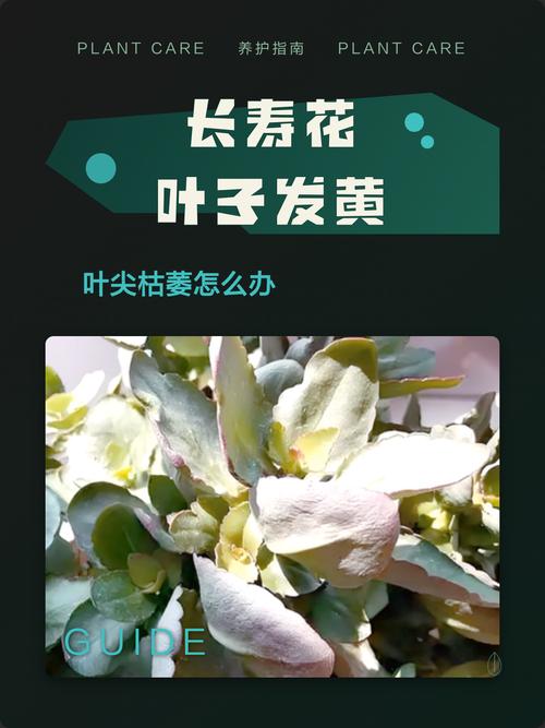 花叶子尖发黄干枯怎么治？4大原因及针对性解决办法