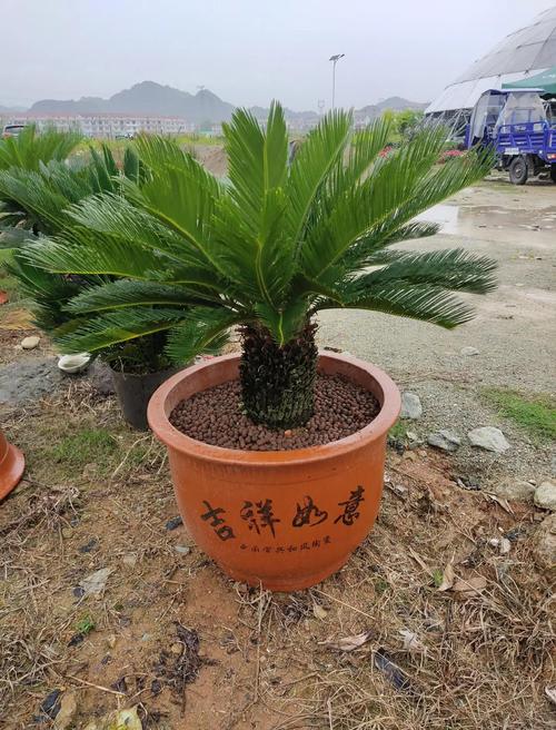 房前栽铁树好吗?全面解析风水寓意与养护要点 从植物学角度看房前栽铁树