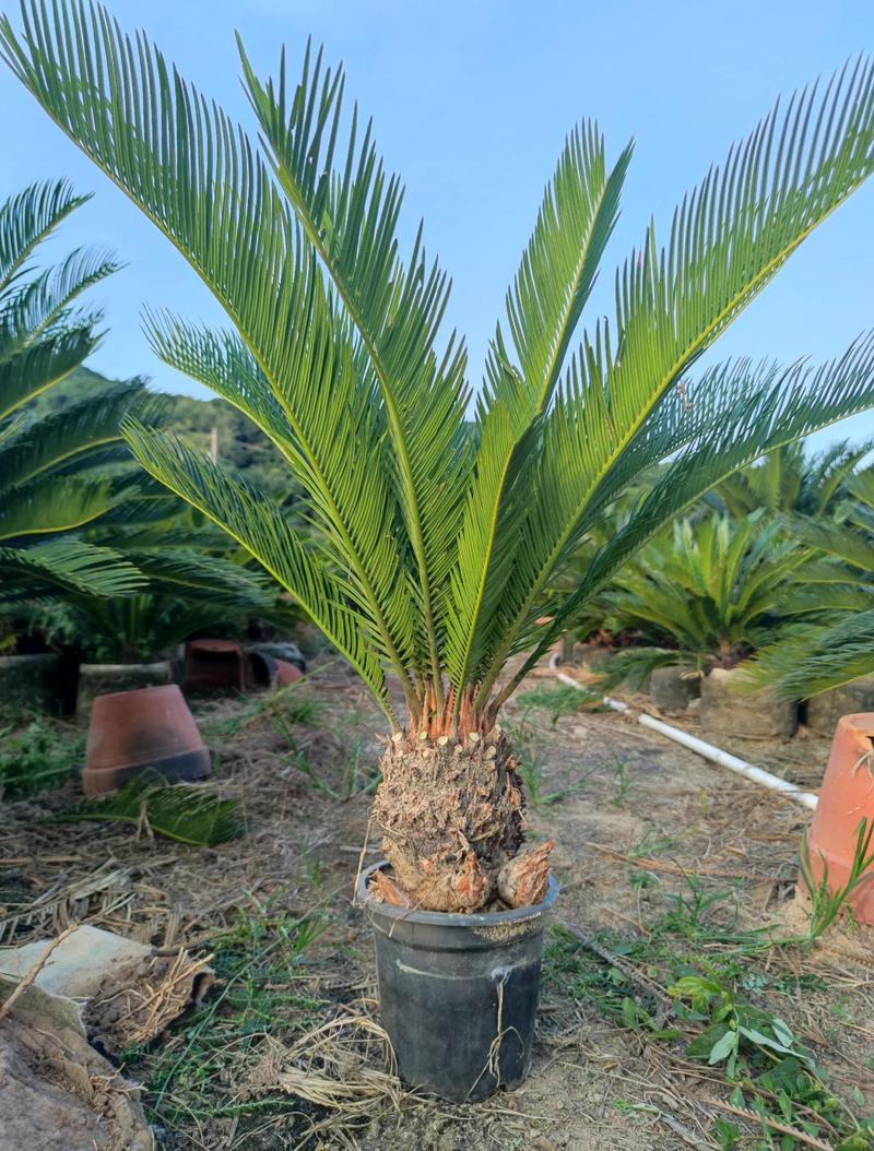 房前栽铁树好吗?全面解析风水寓意与养护要点 铁树的风水寓意