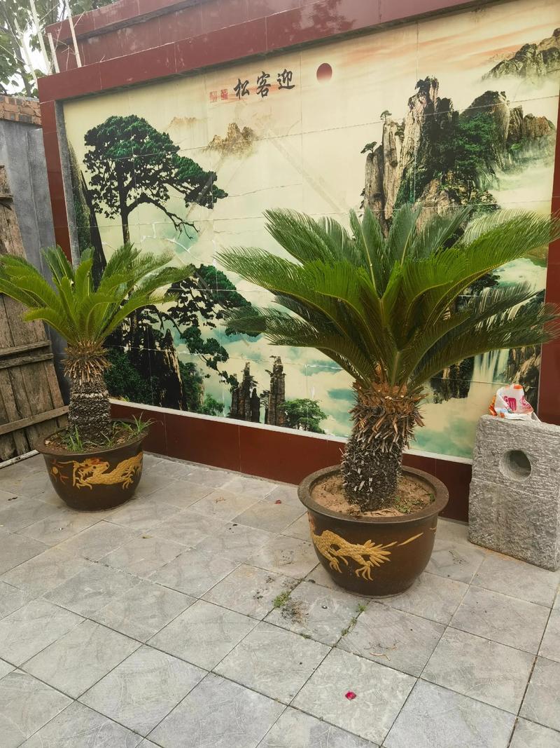 房前栽铁树好吗?全面解析风水寓意与养护要点 引言