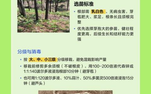 人参移栽技术指南：提高成活率的关键步骤