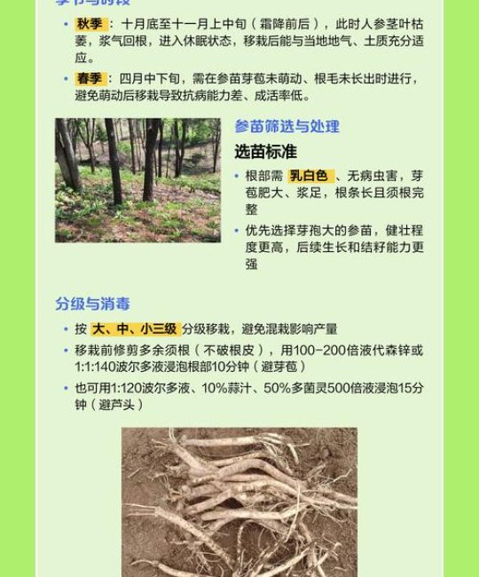 人参移栽技术指南：提高成活率的关键步骤
