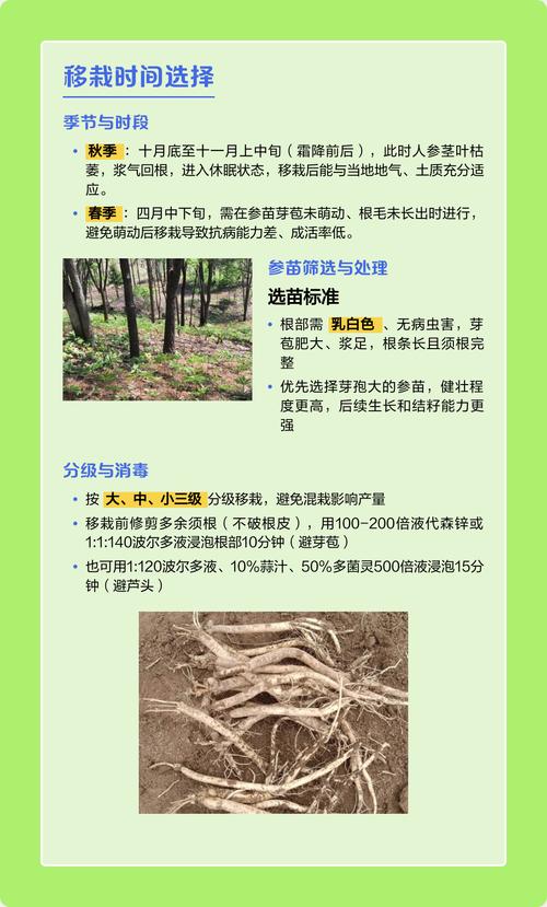 人参移栽技术指南:提高成活率的关键步骤 人参移栽技术指南:提高成活率的关键步骤