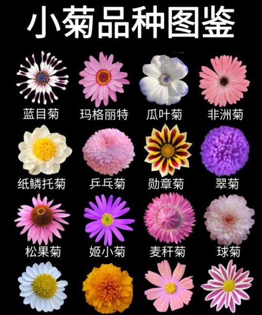 菊花栽培指南：解析94年菊花一角的观赏与养护