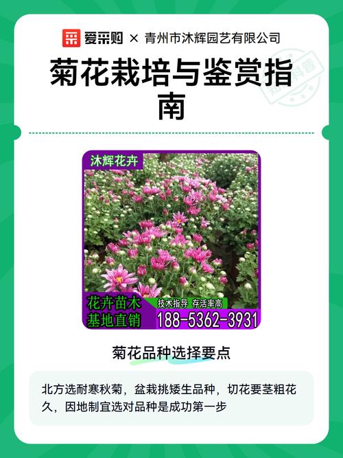 菊花栽培指南:解析94年菊花一角的观赏与养护 总结