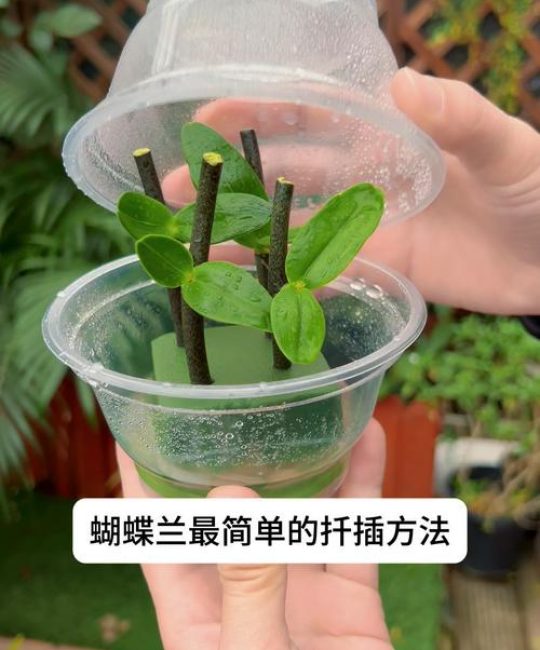 蝴蝶兰繁殖误区纠正：蝴蝶兰没有扦插法，掌握分株技巧才是最简单的方法