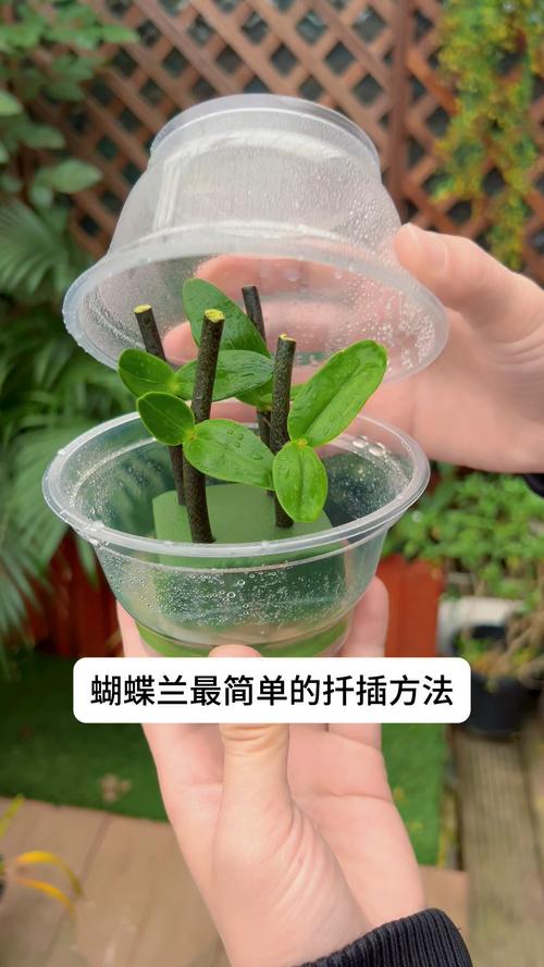 蝴蝶兰繁殖误区纠正:蝴蝶兰没有扦插法,掌握分株技巧才是最简单的方法 蝴蝶兰繁殖误区纠正:蝴蝶兰没有扦插法,掌握分株技巧才是最简单的方法