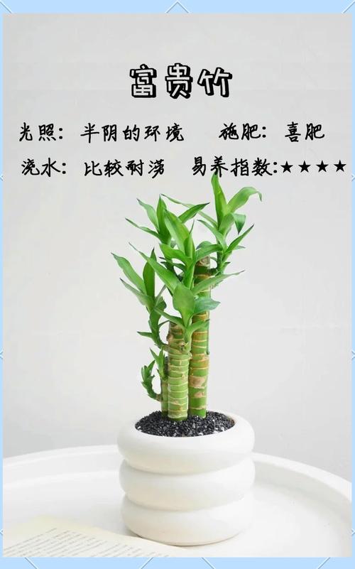 养竹子上什么肥料好?家庭竹子养护全指南 光照:明亮散射光最适合多数竹类,避免强光直射和过度阴暗