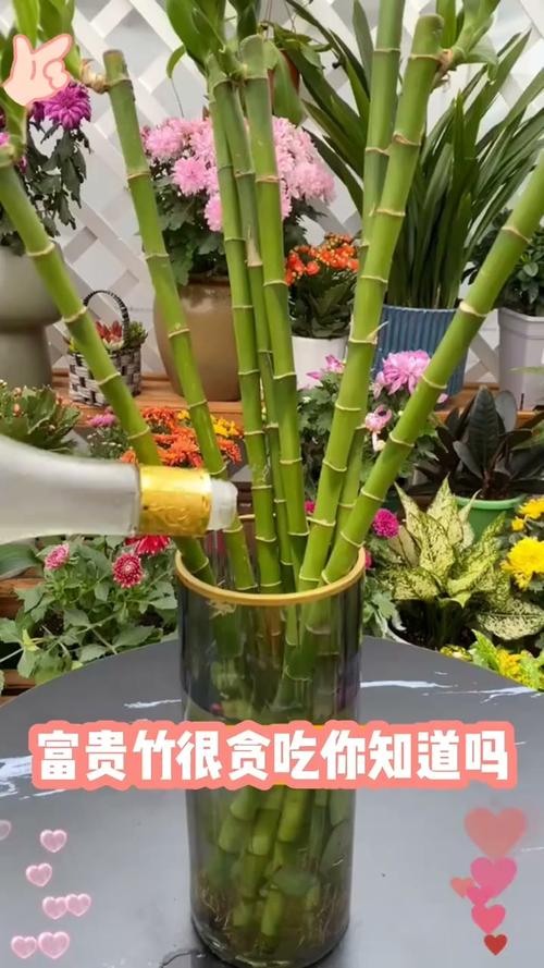养竹子上什么肥料好?家庭竹子养护全指南 施肥:薄肥勤施,以氮肥为主配合磷钾肥,是竹子枝叶青翠的关键