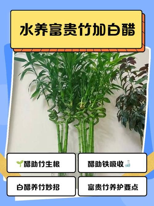 养竹子上什么肥料好?家庭竹子养护全指南 换盆与田间管理:每1-2年换盆一次,保证根系舒展和土壤肥沃