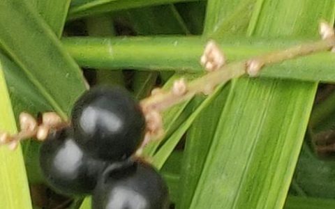 麦冬与山麦冬的区别：6维度对比及选购指南