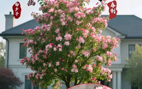 海棠树什么品牌好？从品种选择到养护，一篇看懂观花海棠的庭院与盆栽方案