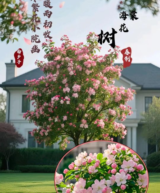 海棠树什么品牌好？从品种选择到养护，一篇看懂观花海棠的庭院与盆栽方案