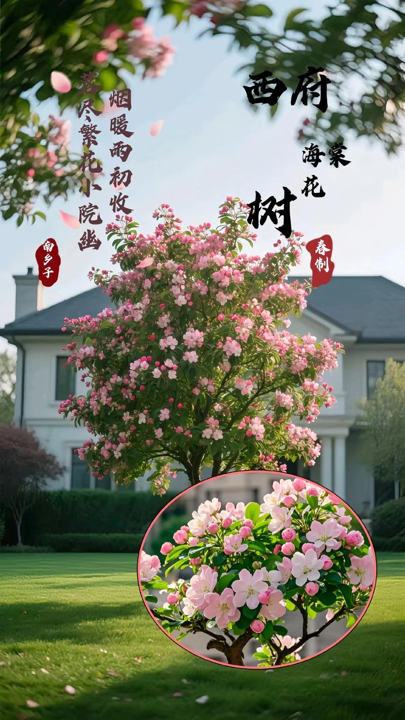 海棠树什么品牌好?从品种选择到养护,一篇看懂观花海棠的庭院与盆栽方案 海棠树买什么品种,怎么养?