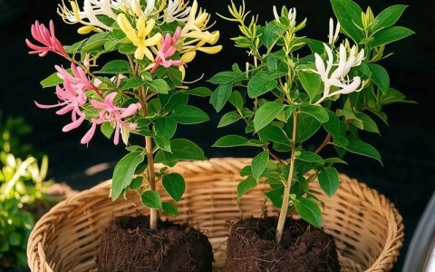 广西哪里有金银花苗出售？供应渠道选择与质量核查指南