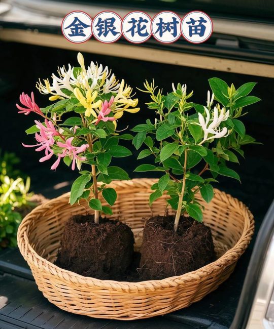 广西哪里有金银花苗出售？供应渠道选择与质量核查指南