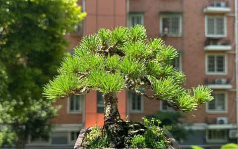 盆景小松树怎么养：家庭养护全攻略与实操指南