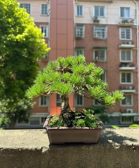 盆景小松树怎么养：家庭养护全攻略与实操指南