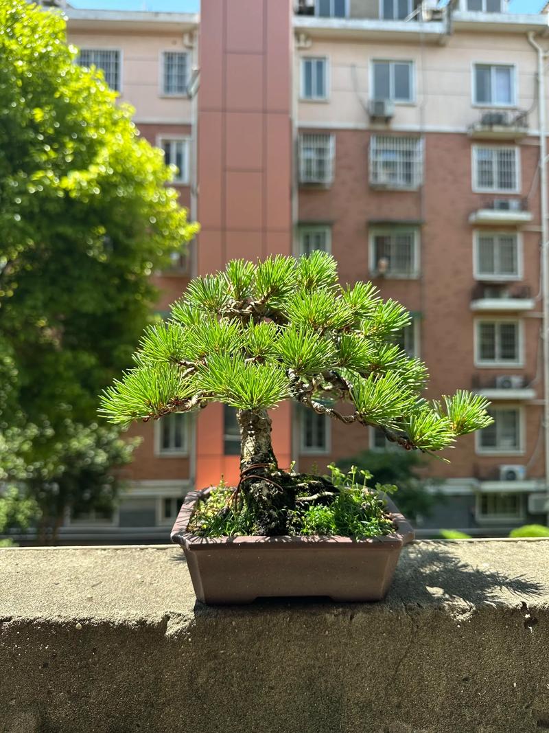 盆景小松树怎么养:家庭养护全攻略与实操指南 浇水:干透浇透是盆景小松树最安全的浇水原则