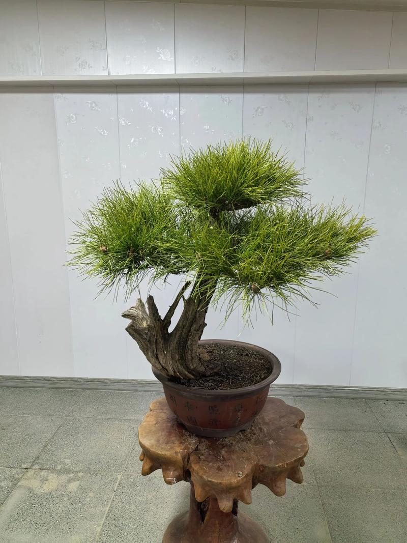 盆景小松树怎么养:家庭养护全攻略与实操指南 施肥:薄肥勤施,以氮肥为主,休眠期停肥