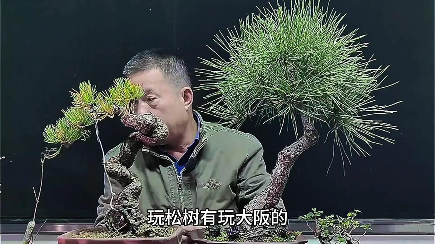 盆景小松树怎么养:家庭养护全攻略与实操指南 越冬越夏:防寒防冻与防暑降温并重