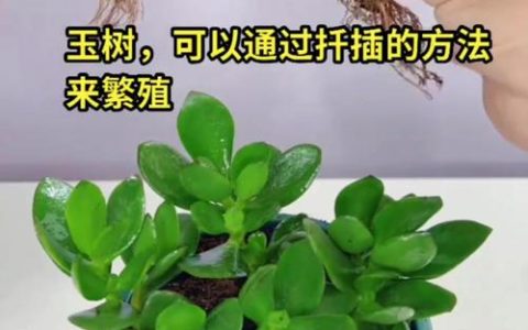 玉树怎么扦插生根最快？金边玉树科学扦插全流程指南