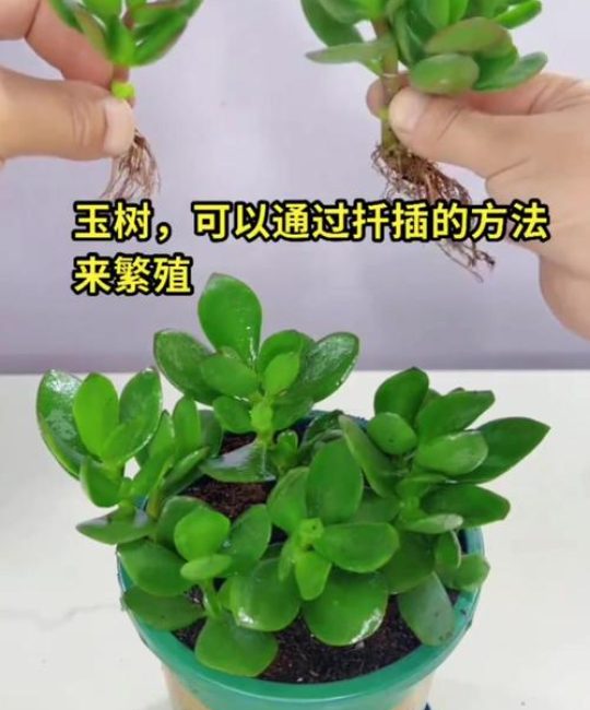 玉树怎么扦插生根最快？金边玉树科学扦插全流程指南