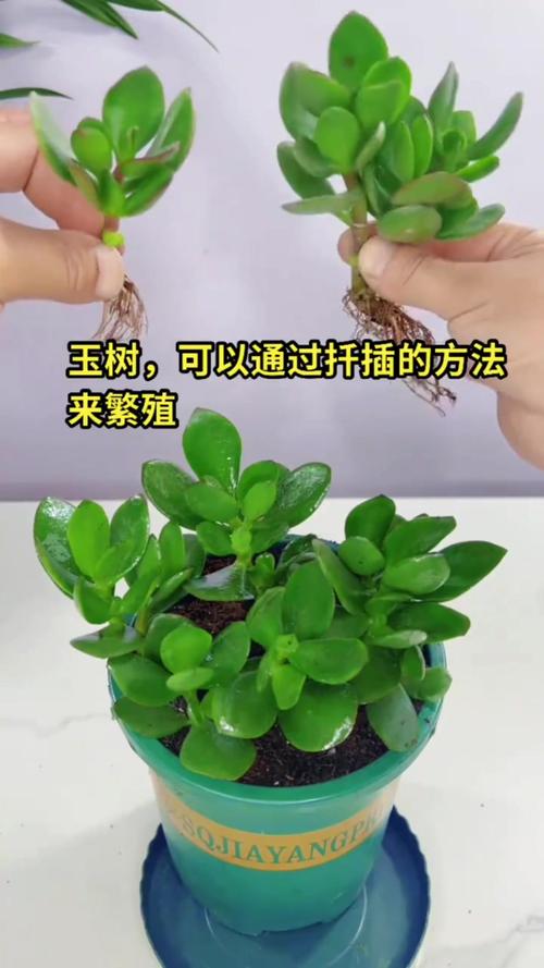 玉树怎么扦插生根最快?金边玉树科学扦插全流程指南 玉树怎么扦插生根最快?金边玉树科学扦插全流程指南