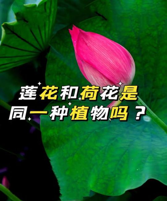 芙蓉和莲花是一种花吗？——园艺视角的深度辨析