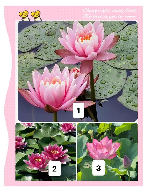 芙蓉和莲花是一种花吗?——园艺视角的深度辨析 二、形态特征:从叶到花各有风韵