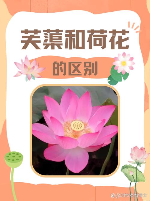 芙蓉和莲花是一种花吗?——园艺视角的深度辨析 五、常见混淆点与正确识别