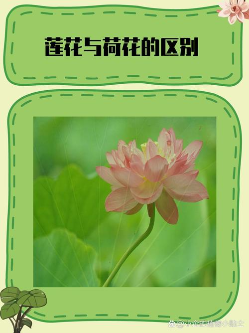 芙蓉和莲花是一种花吗?——园艺视角的深度辨析 总结