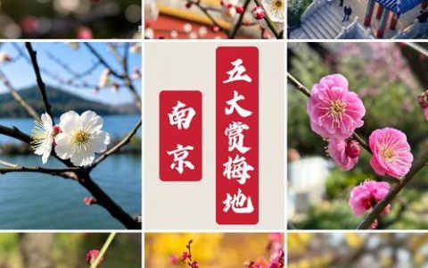 南京梅花山梅花什么时候开——最佳赏梅时间与园艺指南