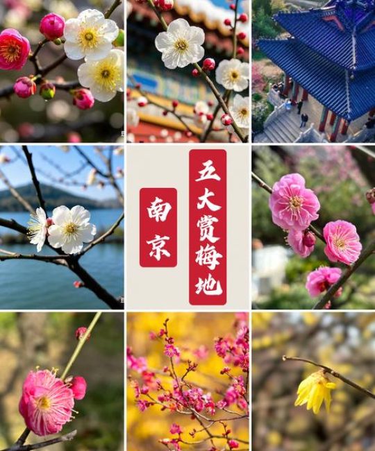 南京梅花山梅花什么时候开——最佳赏梅时间与园艺指南