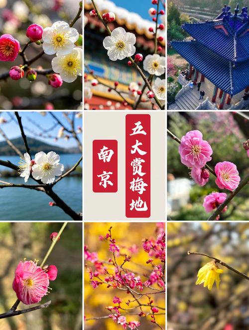 南京梅花山梅花什么时候开——最佳赏梅时间与园艺指南 南京梅花山梅花什么时候开:百年花事的时间密码