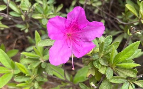 杜鹃哪个品种的花最漂亮？西洋杜鹃、东鹃、夏鹃全方位对比