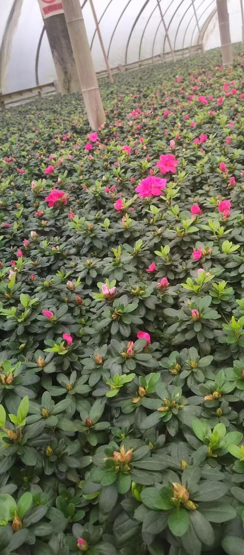 杜鹃哪个品种的花最漂亮?西洋杜鹃、东鹃、夏鹃全方位对比 四、场景化选择建议