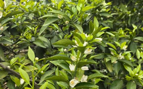 柑橘果园生草首选鼠茅草和紫云英，2026年数据验证可提升产量15%以上