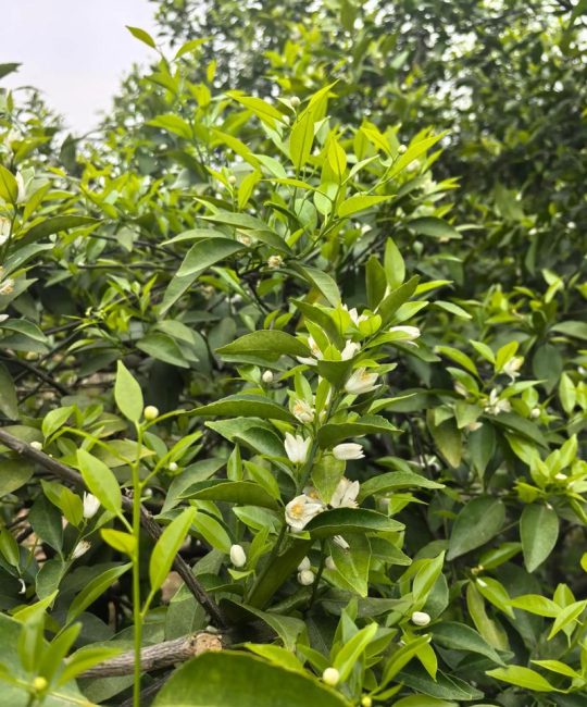 柑橘果园生草首选鼠茅草和紫云英，2026年数据验证可提升产量15%以上