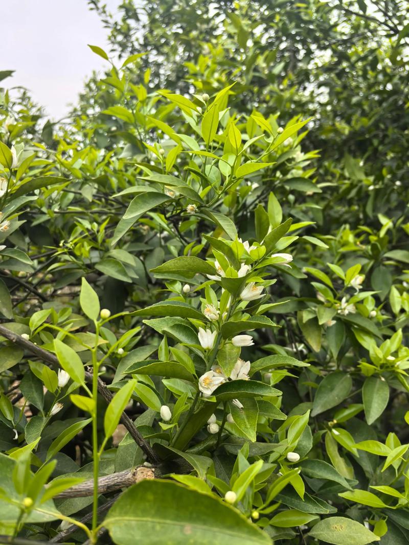 柑橘果园生草首选鼠茅草和紫云英,2026年数据验证可提升产量15%以上 柑橘果园生草首选鼠茅草和紫云英,2026年数据验证可提升产量15%以上