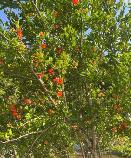 石榴树什么时候开花结果？详解花期果期与促花促果技巧