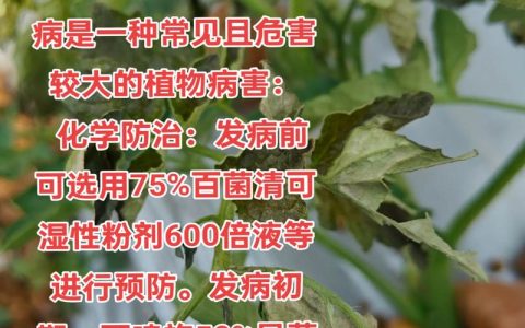 西红柿苗倒苗是什么情况？一文读懂病因与急救方法