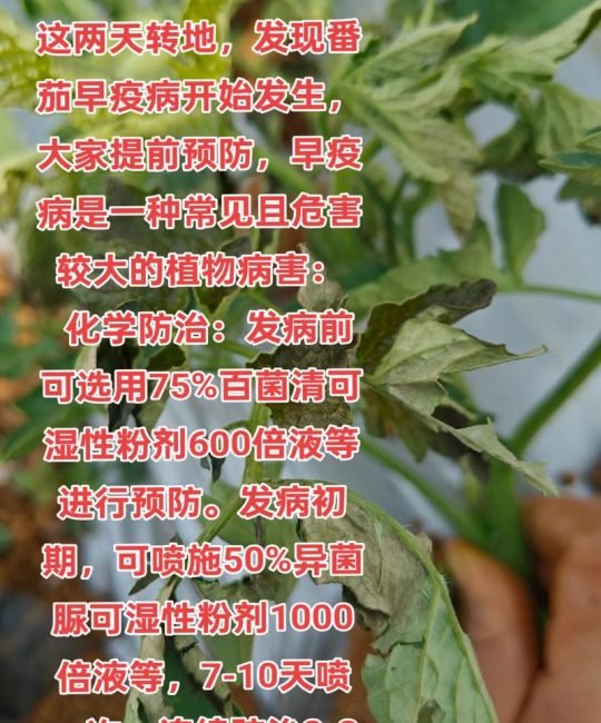 西红柿苗倒苗是什么情况？一文读懂病因与急救方法