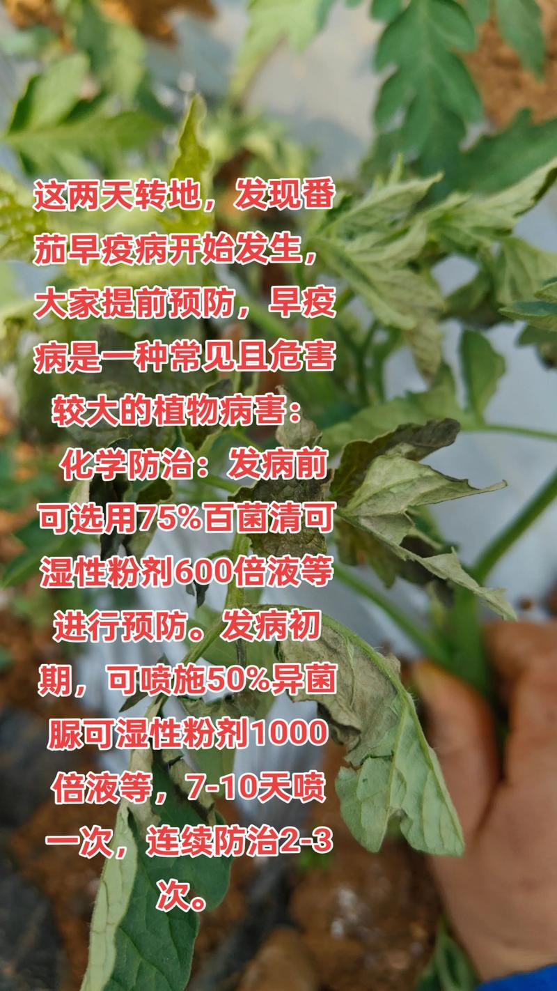 西红柿苗倒苗是什么情况?一文读懂病因与急救方法 名称与别名