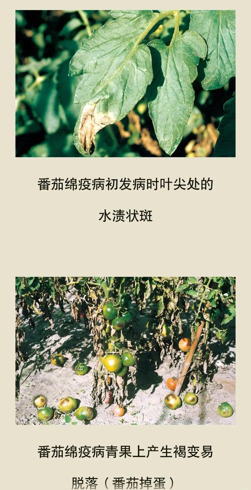 西红柿苗倒苗是什么情况?一文读懂病因与急救方法 识别要点