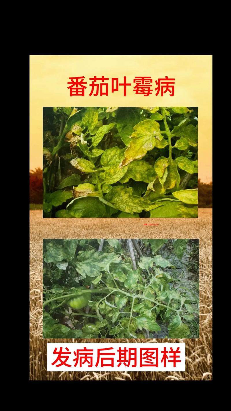 西红柿苗倒苗是什么情况?一文读懂病因与急救方法 生长与发病习性