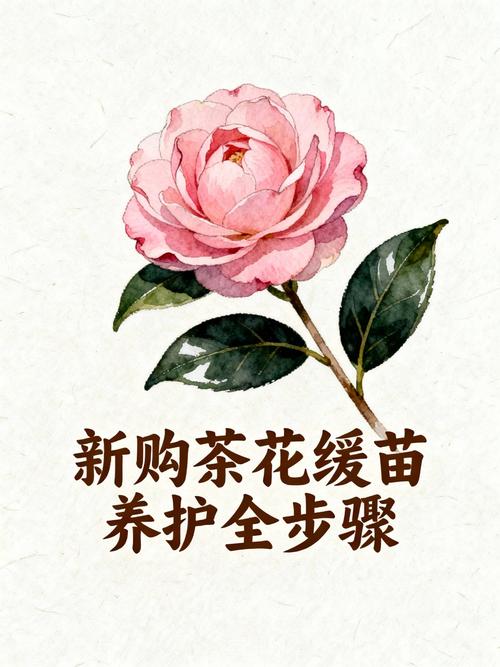刚买回来的茶花叶子干了怎么办?先别急着浇水,按这四步排查 刚买的茶花叶子发干:四大原因与针对性急救