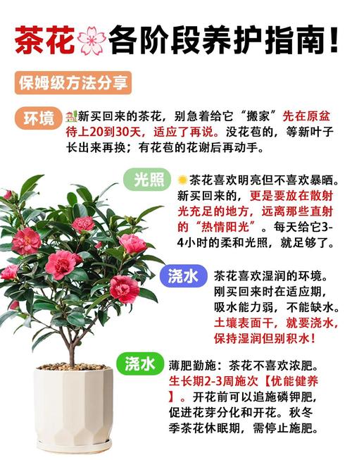 刚买回来的茶花叶子干了怎么办?先别急着浇水,按这四步排查 常见误区与纠正
