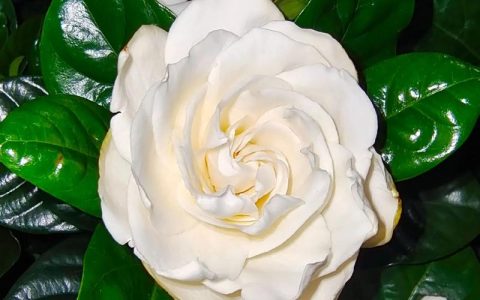 栀子花东北冬季怎么养